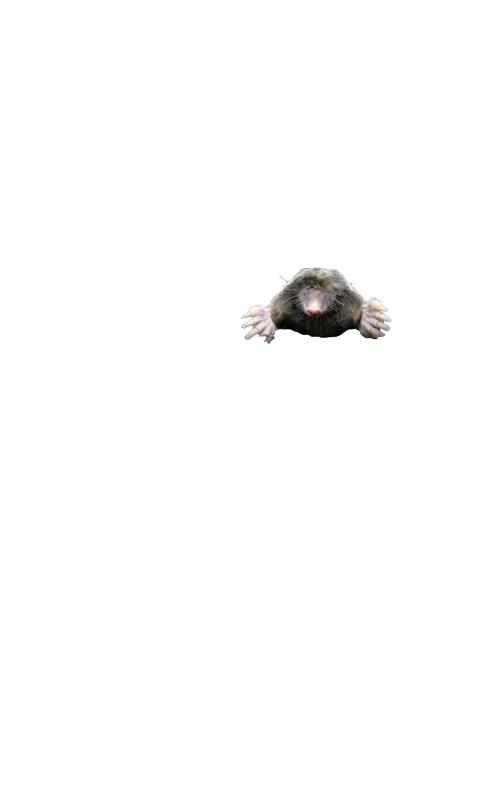 Wack-A-Mole